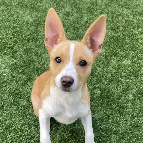 CHULITA THE PUPPY! - Terrier / Shepherd available for adoption