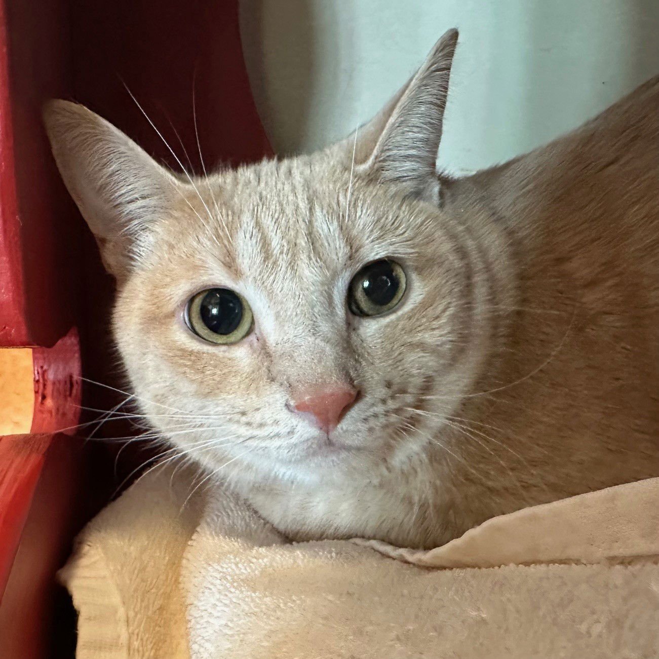 TANGEE - Domestic Short Hair available for adoption