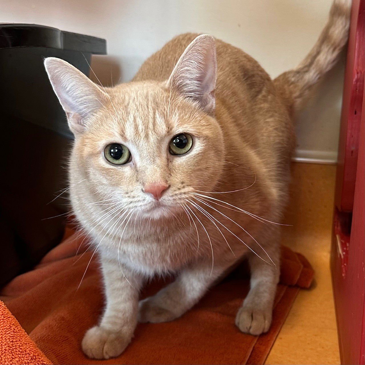 TANGEE - Domestic Short Hair available for adoption