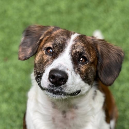 BRUCE - Shepherd available for adoption