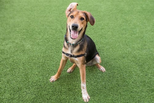 MACK - Shepherd available for adoption