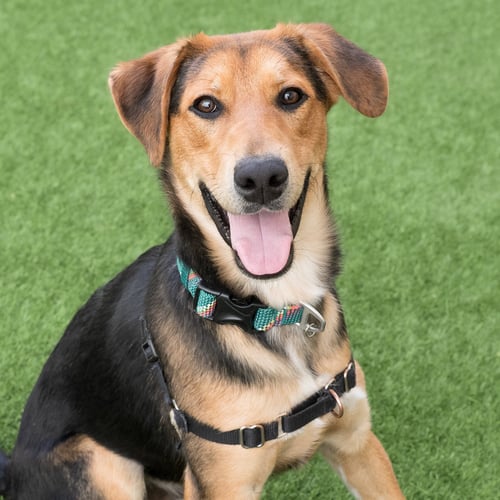 MACK - Shepherd available for adoption