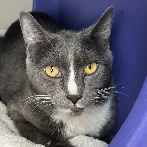 PICKLE - Domestic Short Hair available for adoption