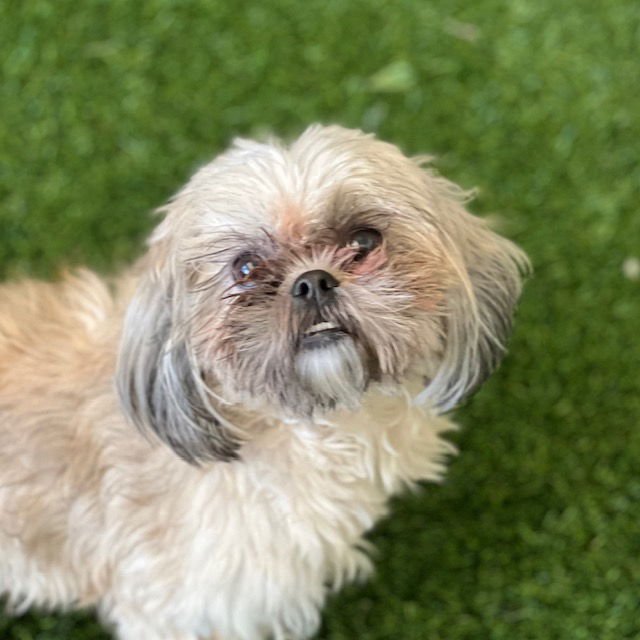SUSAN - Shih Tzu available for adoption