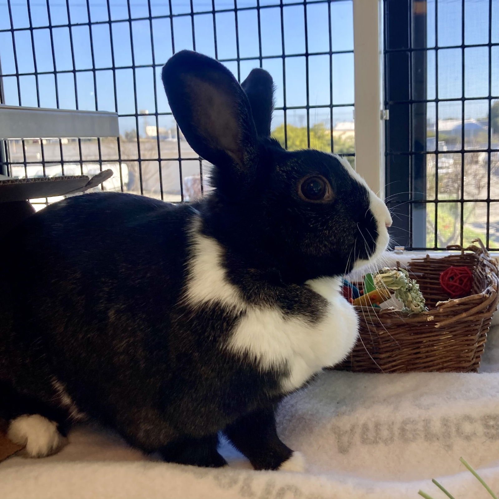 CLOVER - Shorthaired Rabbit available for adoption