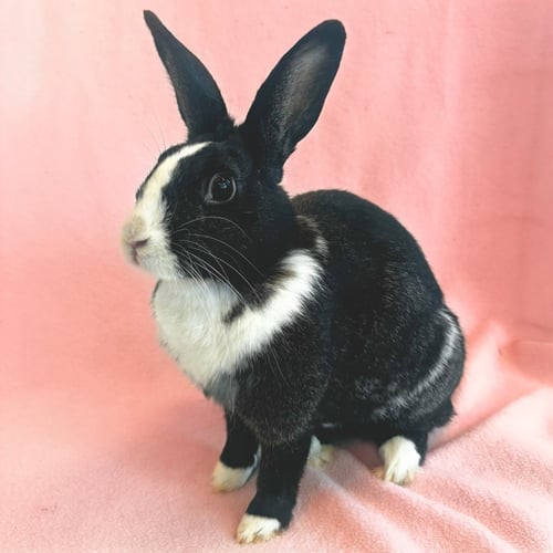 JANELLE WANG - Shorthaired Rabbit available for adoption