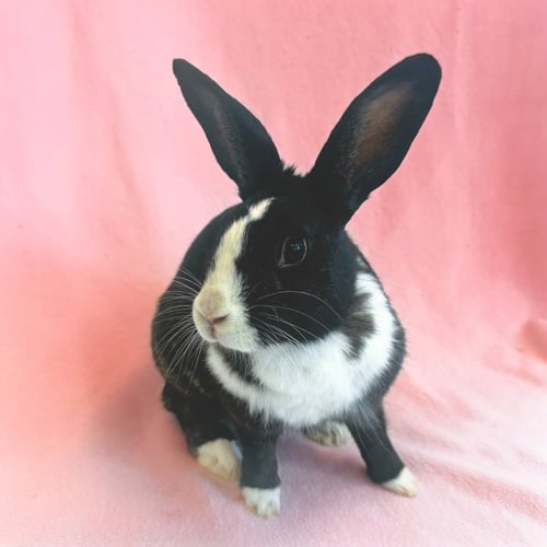 JANELLE WANG - Shorthaired Rabbit available for adoption