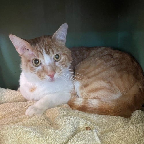 RUFUS - Domestic Short Hair available for adoption