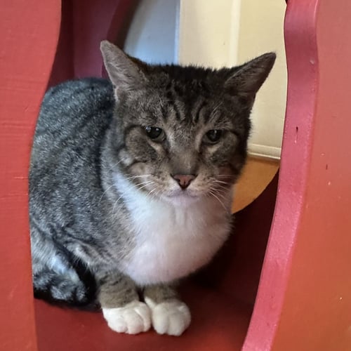 ALBONDIGAS - Domestic Short Hair available for adoption