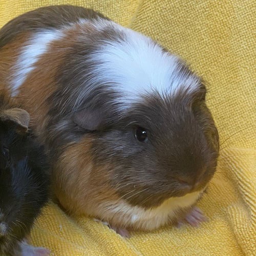 SCARLET AND SWEETIE - Guinea Pig available for adoption