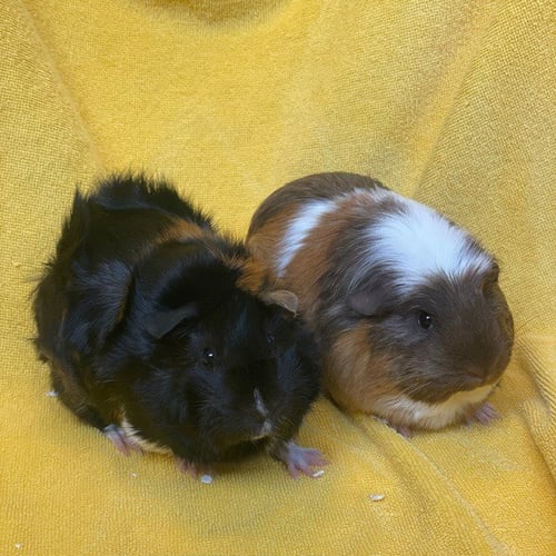 SCARLET AND SWEETIE - Guinea Pig available for adoption