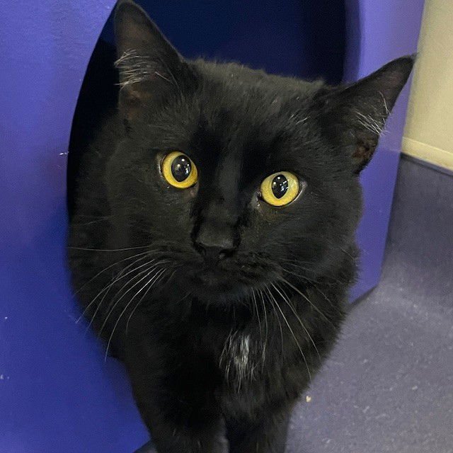 ROMA - Domestic Short Hair available for adoption