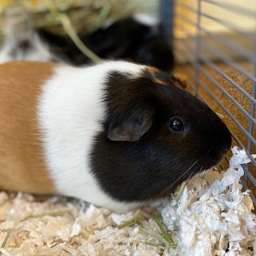 LUNA (F) - Guinea Pig available for adoption