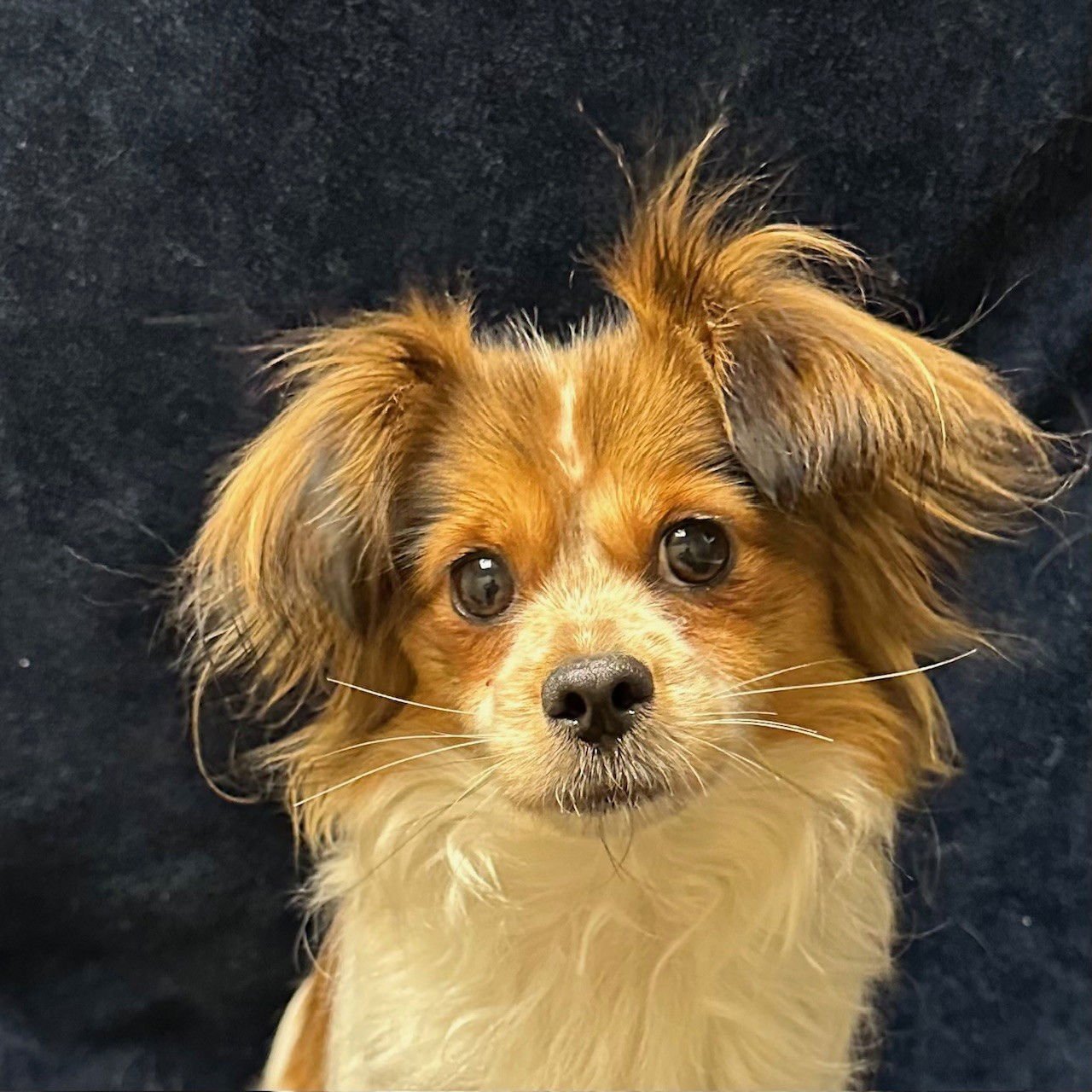 PRINCESA - Chihuahua available for adoption