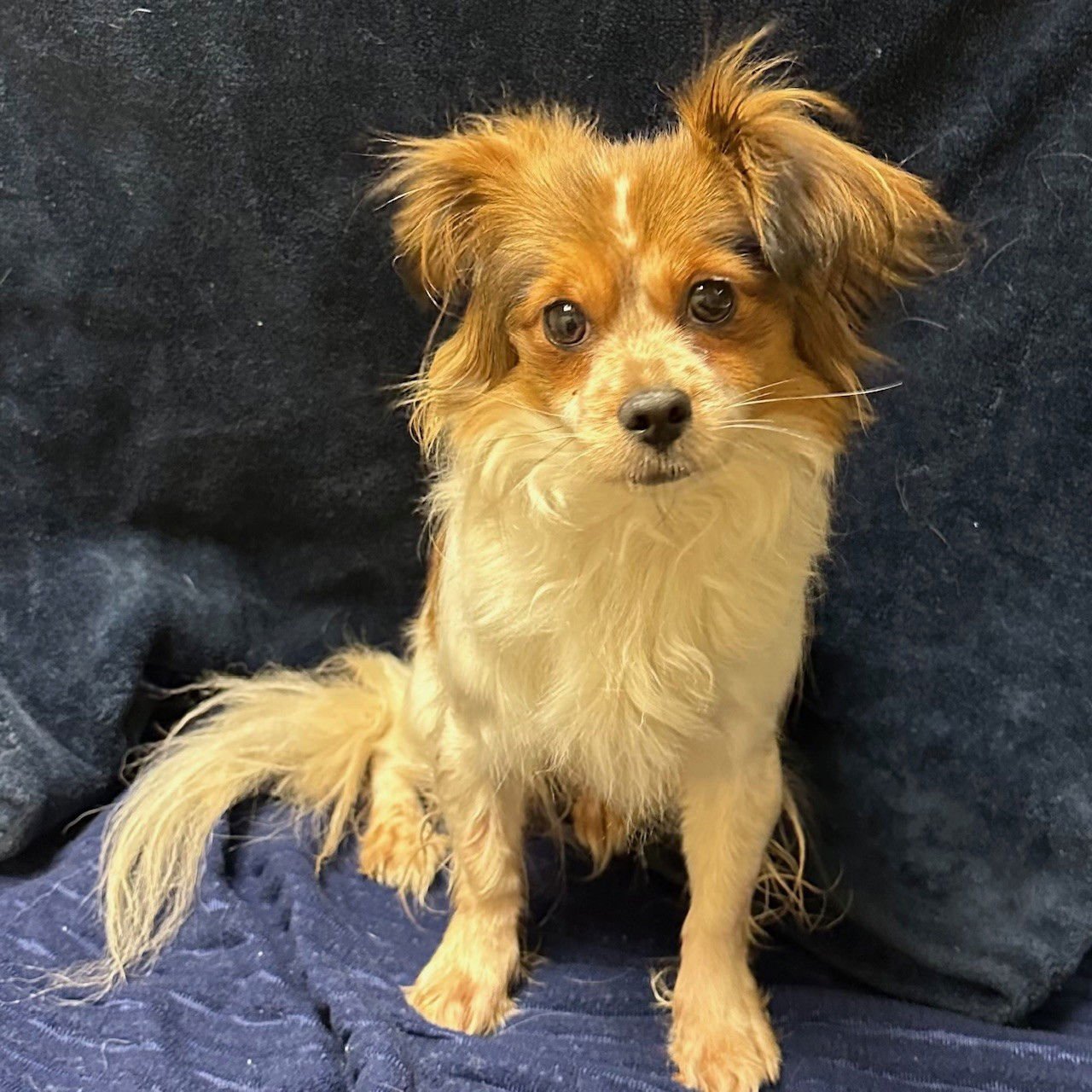 PRINCESA - Chihuahua available for adoption