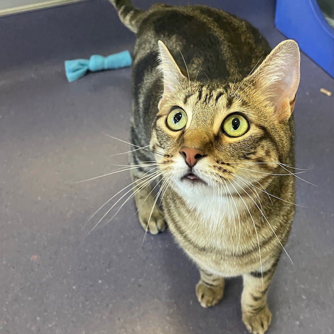 AKIRA - Domestic Short Hair available for adoption