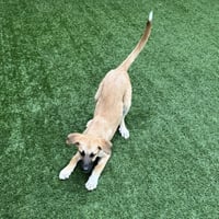Pickles The Puppy! - Photo 4