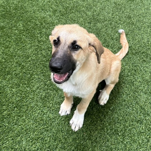 PICKLES THE PUPPY! - Great Pyrenees / Shepherd available for adoption