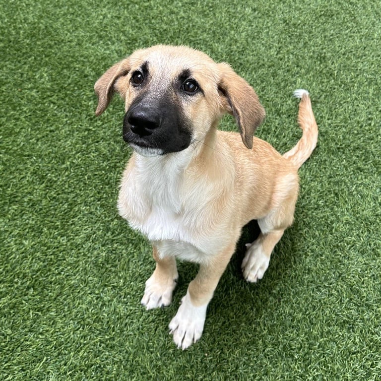 Pickles The Puppy! Image