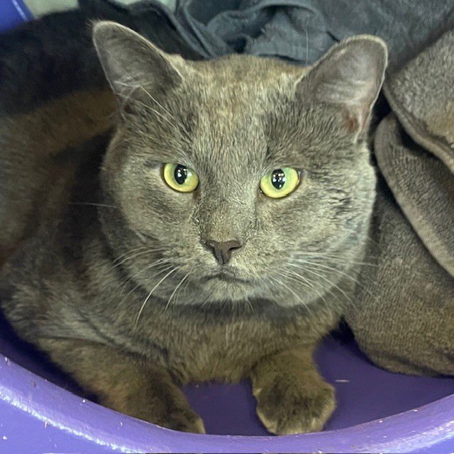 SMOKEY - Domestic Short Hair available for adoption