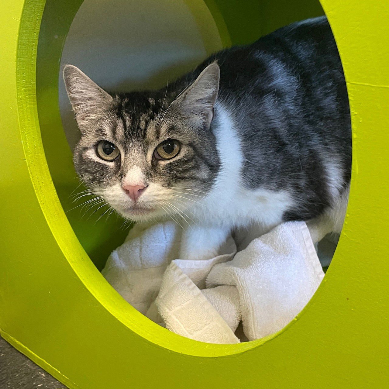 MICHI - Domestic Medium Hair / Domestic Short Hair available for adoption