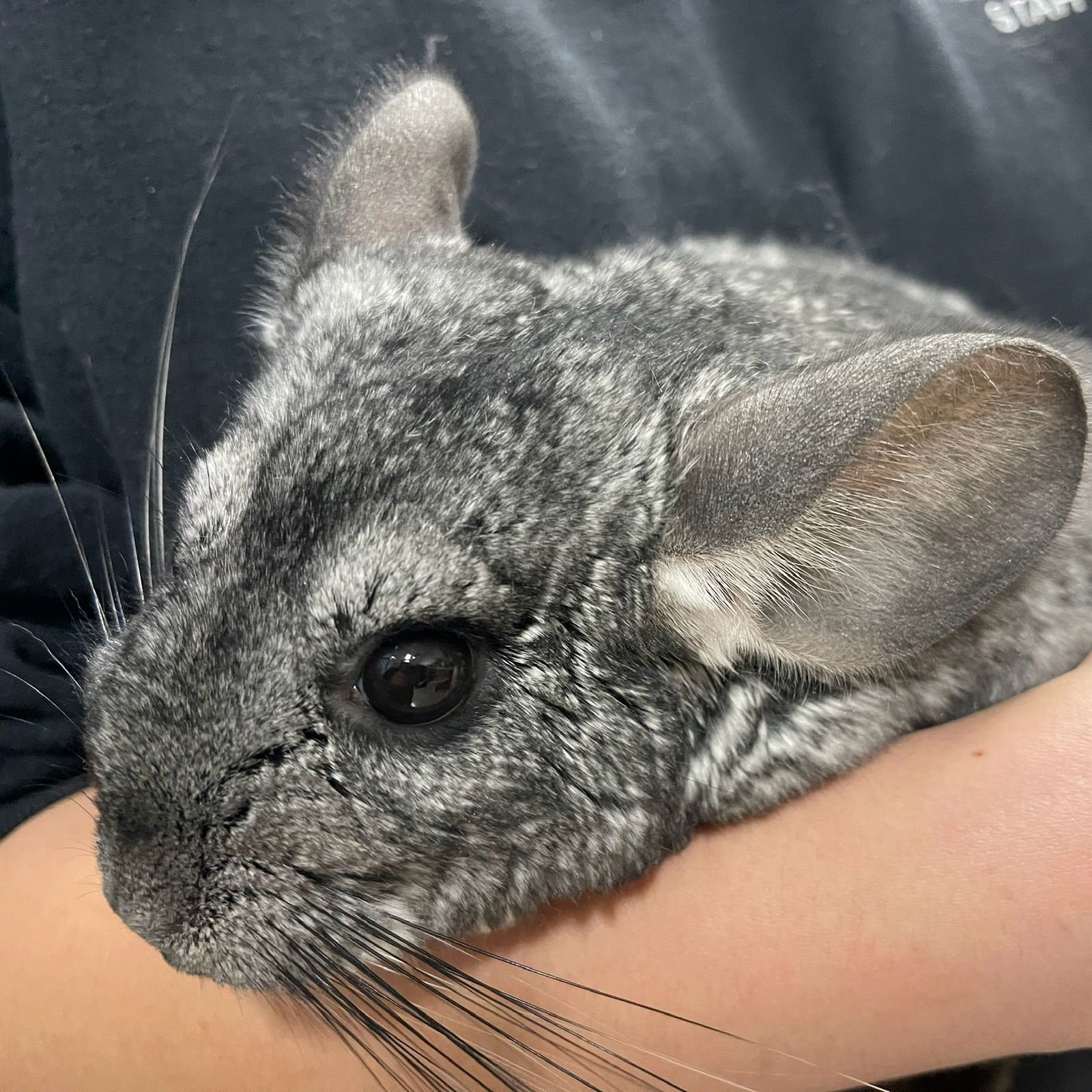MENCHE - Chinchilla available for adoption
