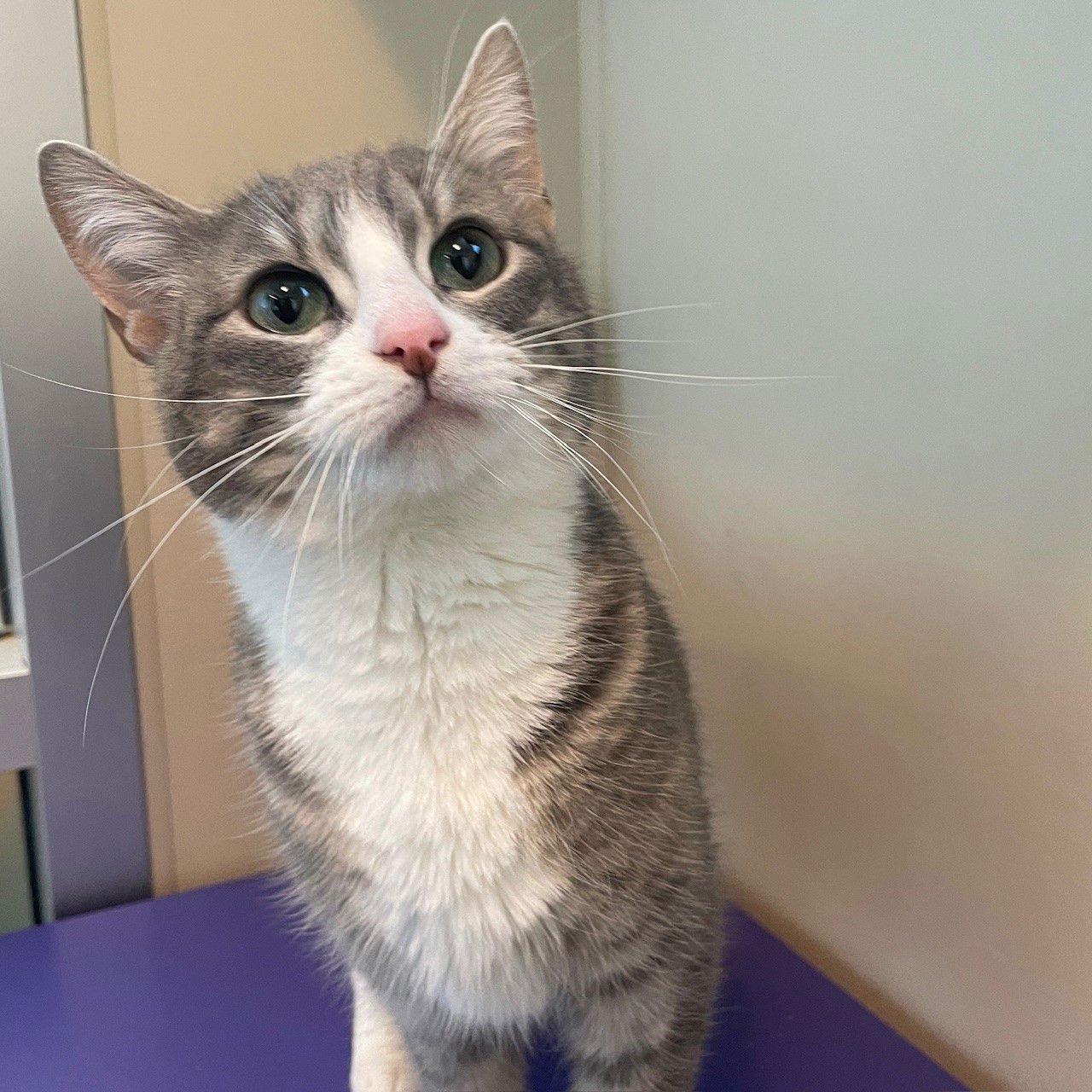 CHANEL - Domestic Short Hair available for adoption