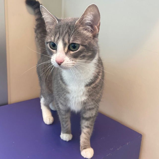 CHANEL - Domestic Short Hair available for adoption