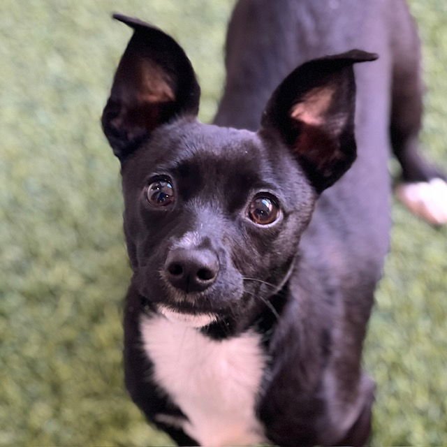 LILA - Chihuahua available for adoption