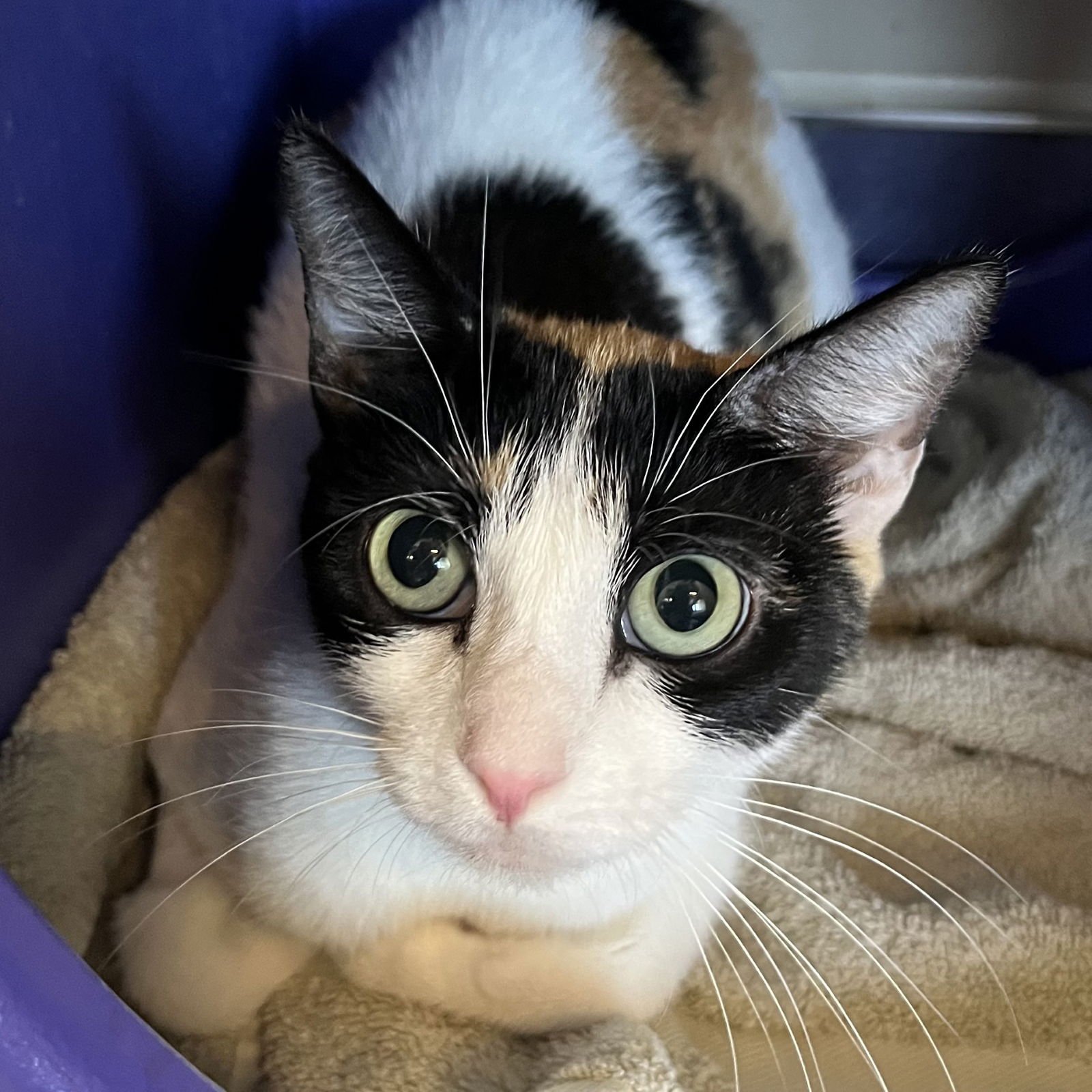 CALIPSO - Domestic Short Hair available for adoption