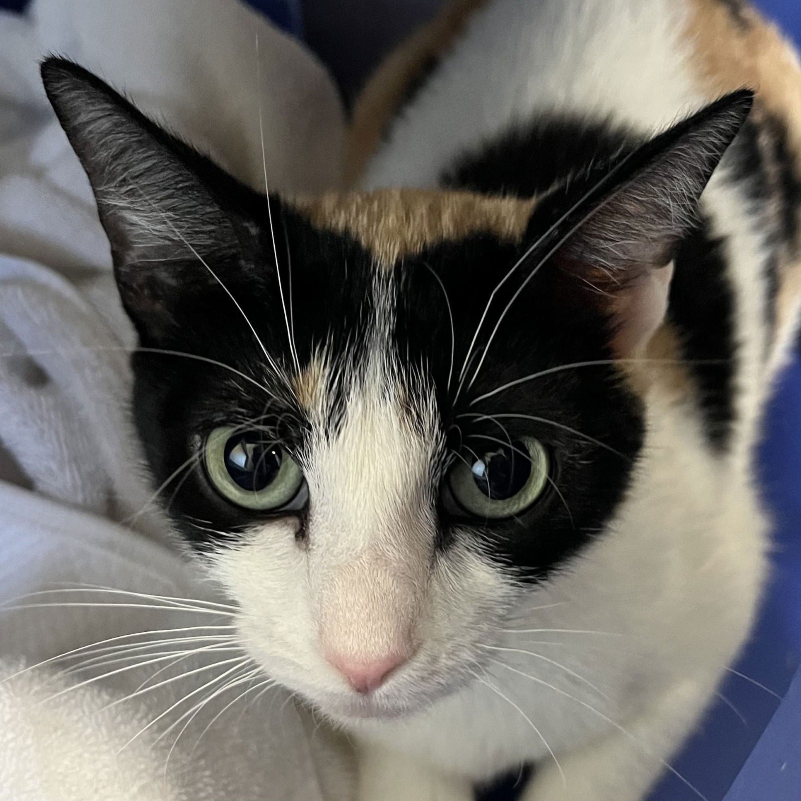 CALIPSO - Domestic Short Hair available for adoption