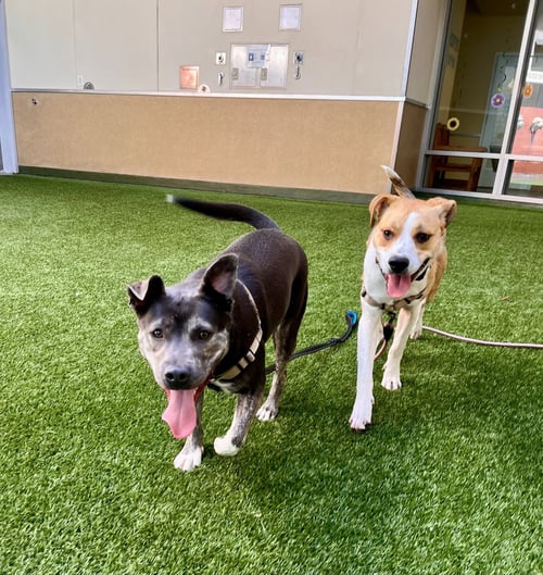 MISO - Siberian Husky / Pit Bull Terrier available for adoption