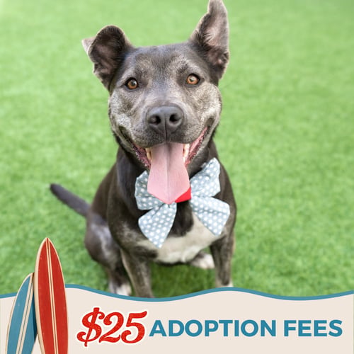 MISO - Siberian Husky / Pit Bull Terrier available for adoption