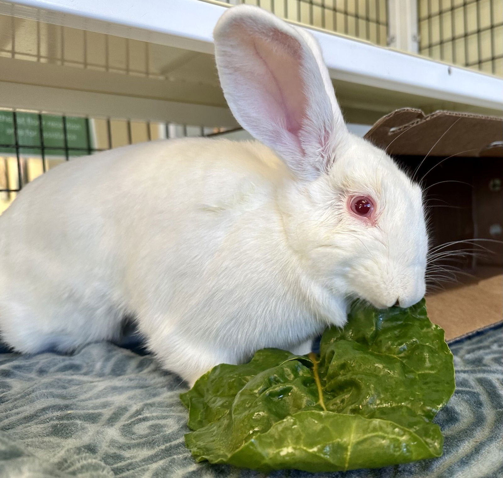 HUSTLE - Shorthaired Rabbit available for adoption