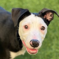 Myrtle the Puppy! - Photo 1