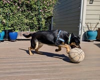 Zelda - Photo 4