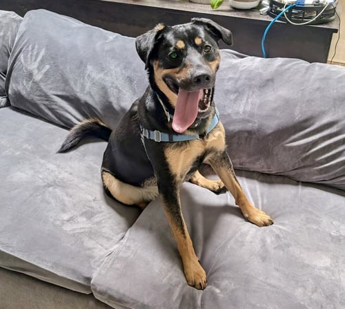 ZELDA - German Shepherd Dog / Rottweiler available for adoption