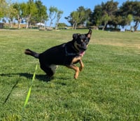 Zelda - Photo 3