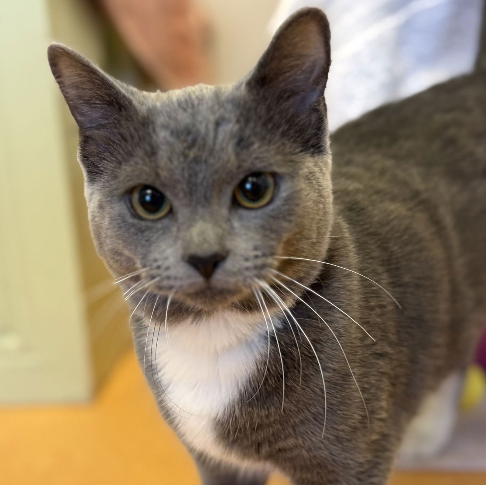 MOCHI - Domestic Short Hair / Tabby available for adoption