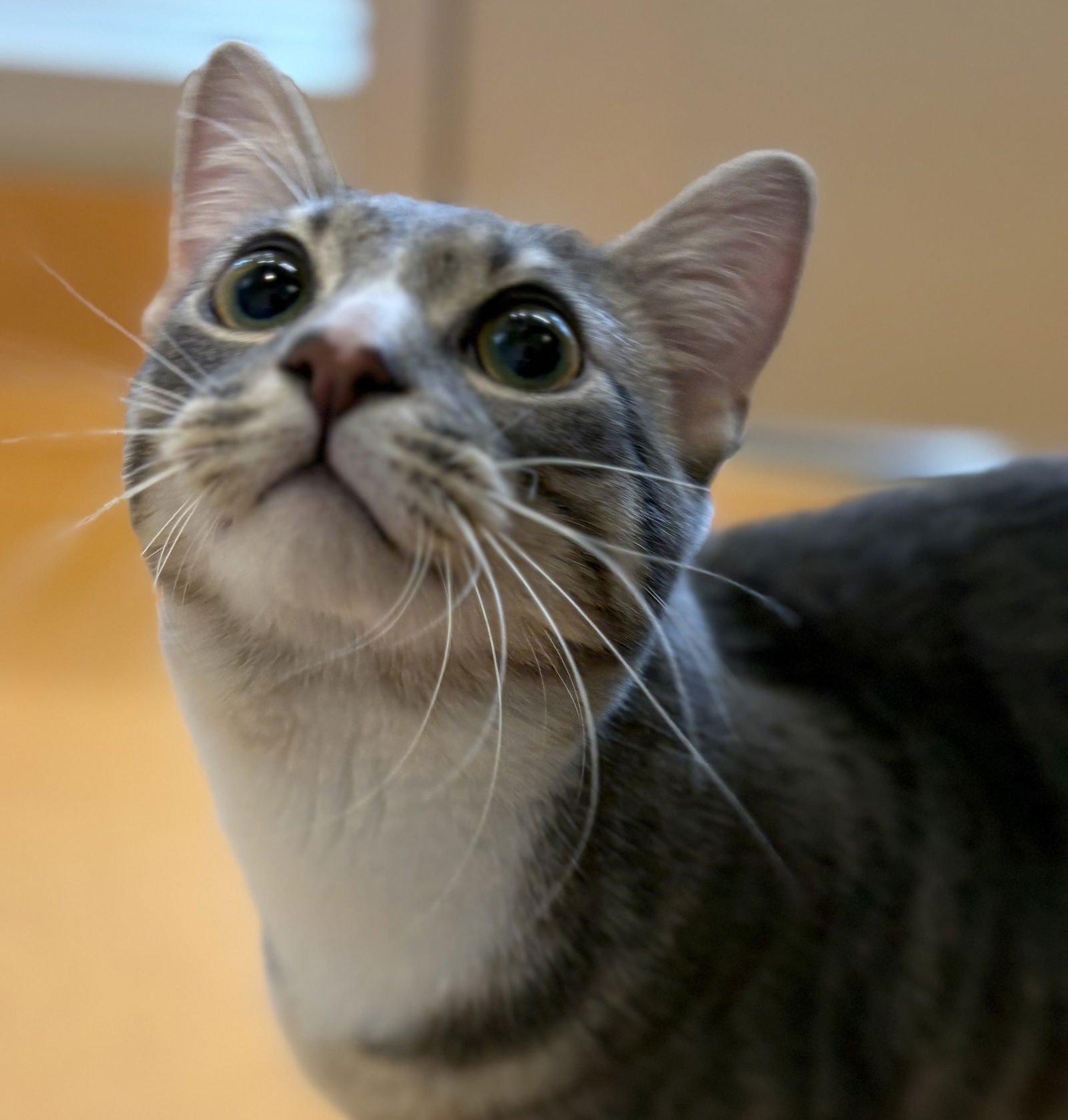 PAPI - Domestic Short Hair / Tabby available for adoption