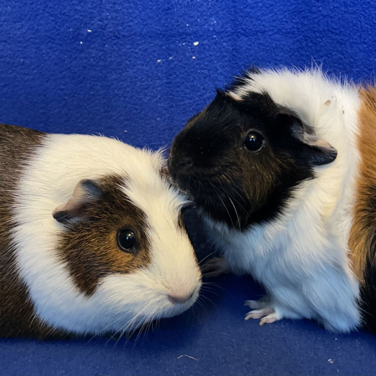 BED HEAD & CHANA (F) - Guinea Pig available for adoption