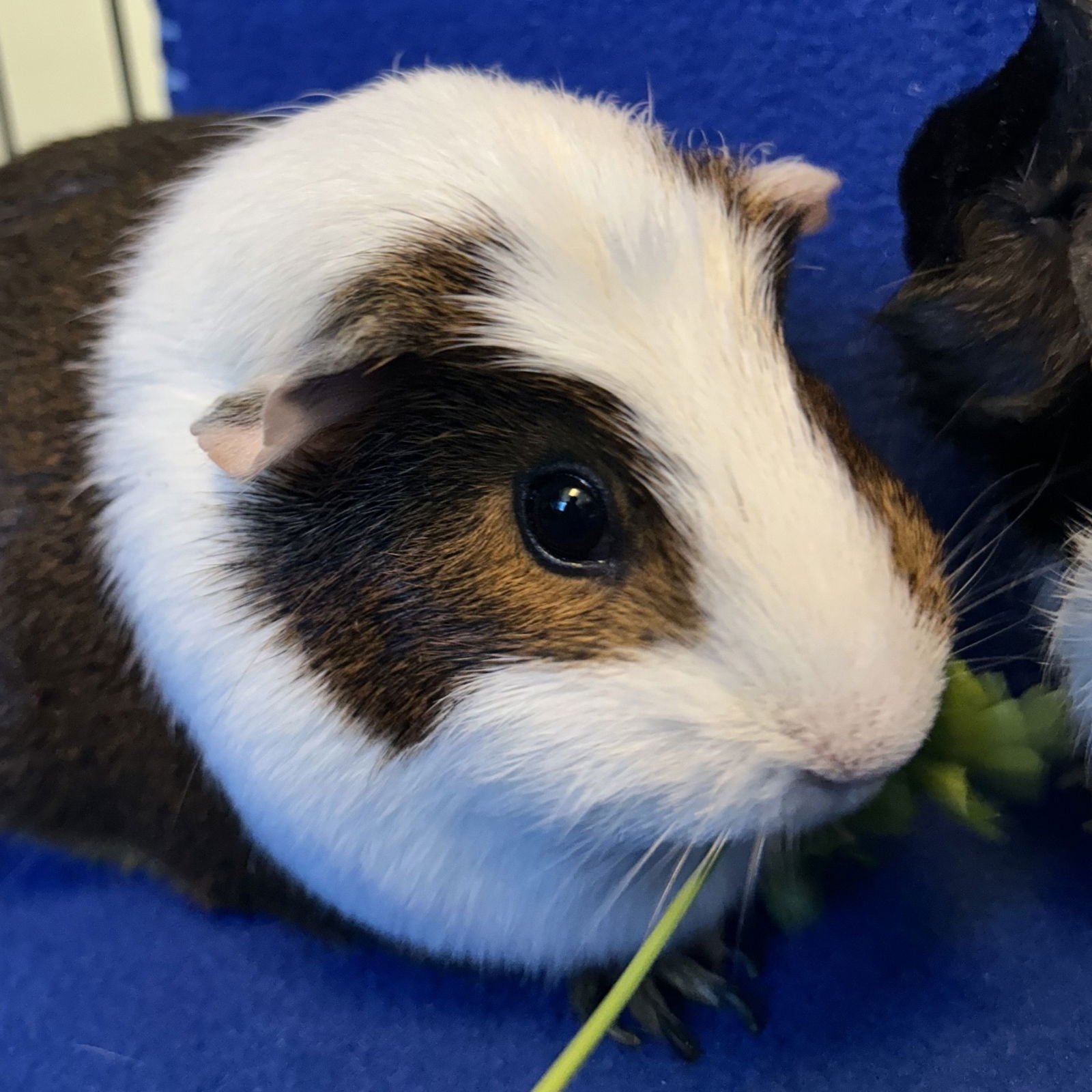 BED HEAD & CHANA (F) - Guinea Pig available for adoption