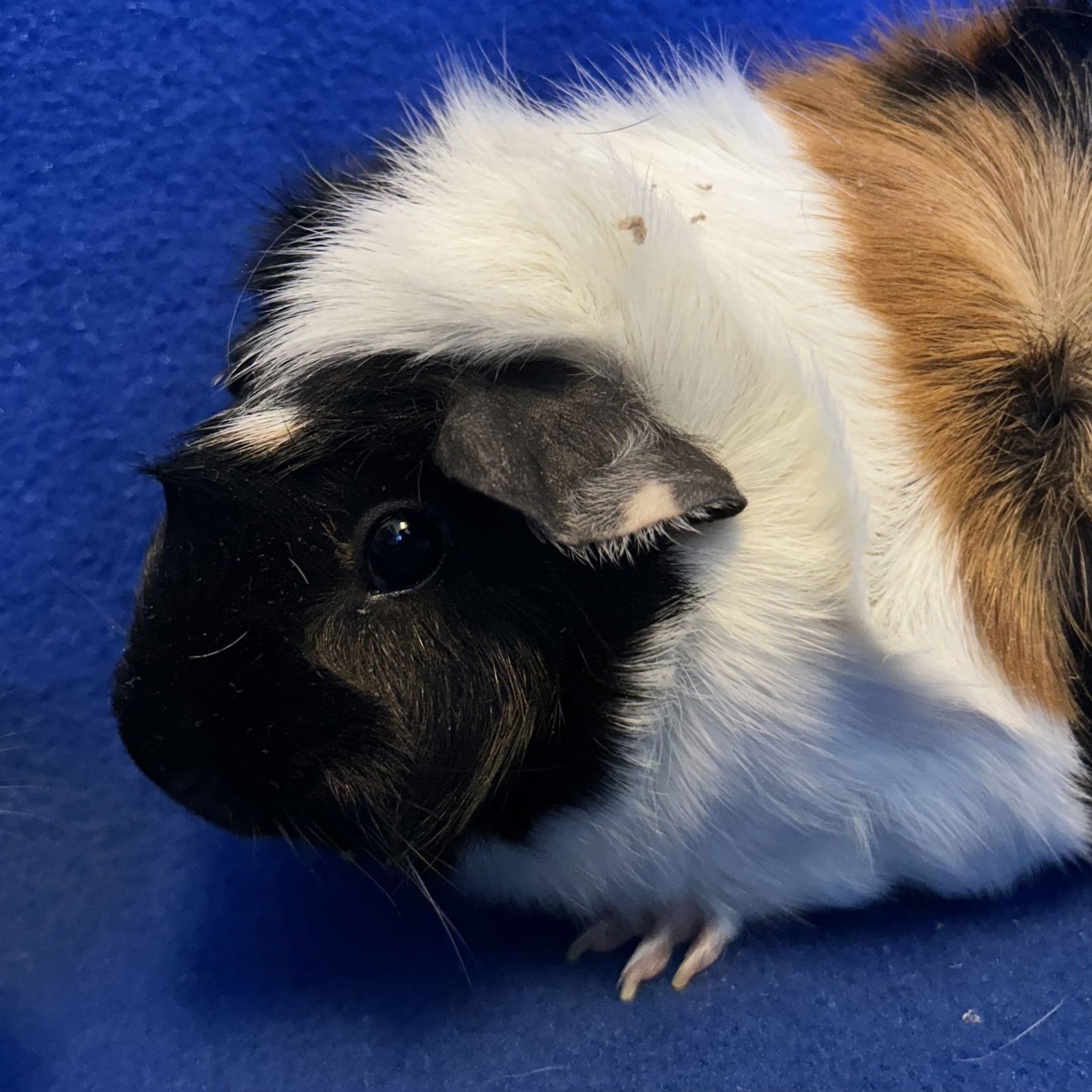 Bed Head & Chana (F) - Photo 3