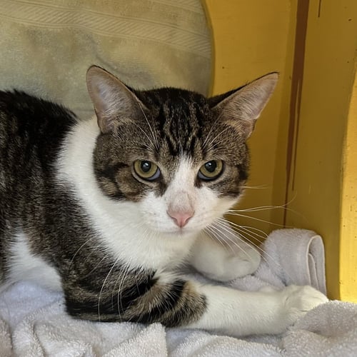 TAZ - Domestic Short Hair available for adoption