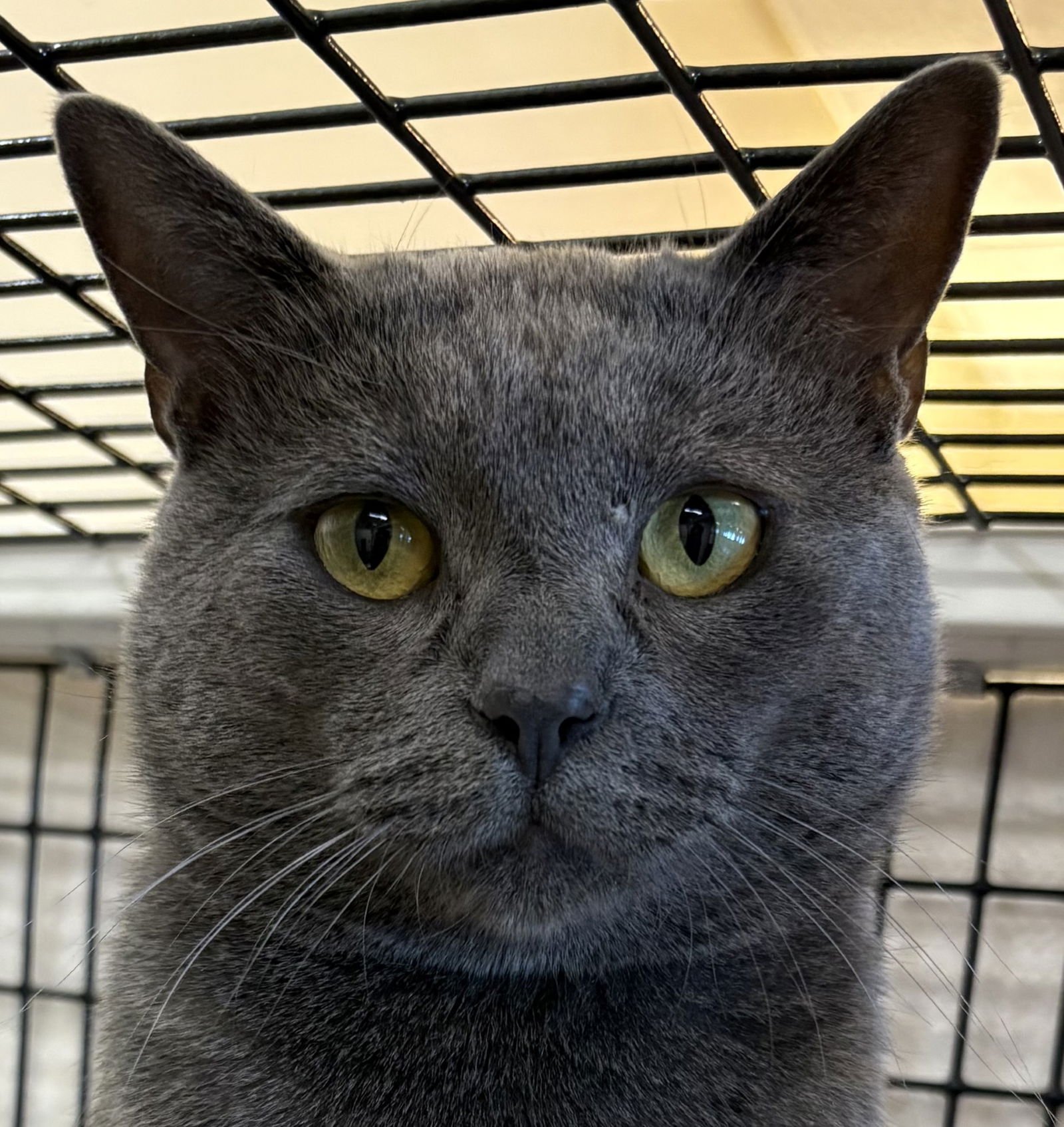 KIKO - Domestic Short Hair / Domestic Short Hair available for adoption