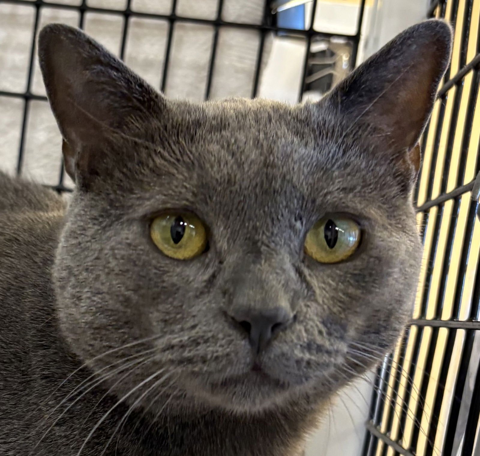 KIKO - Domestic Short Hair / Domestic Short Hair available for adoption