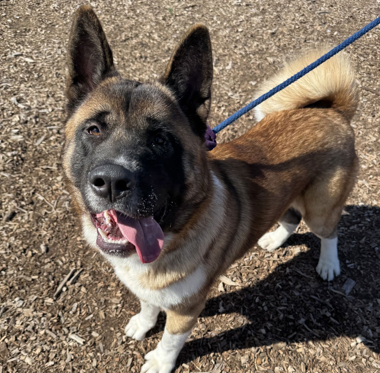 DUFFY - Akita available for adoption