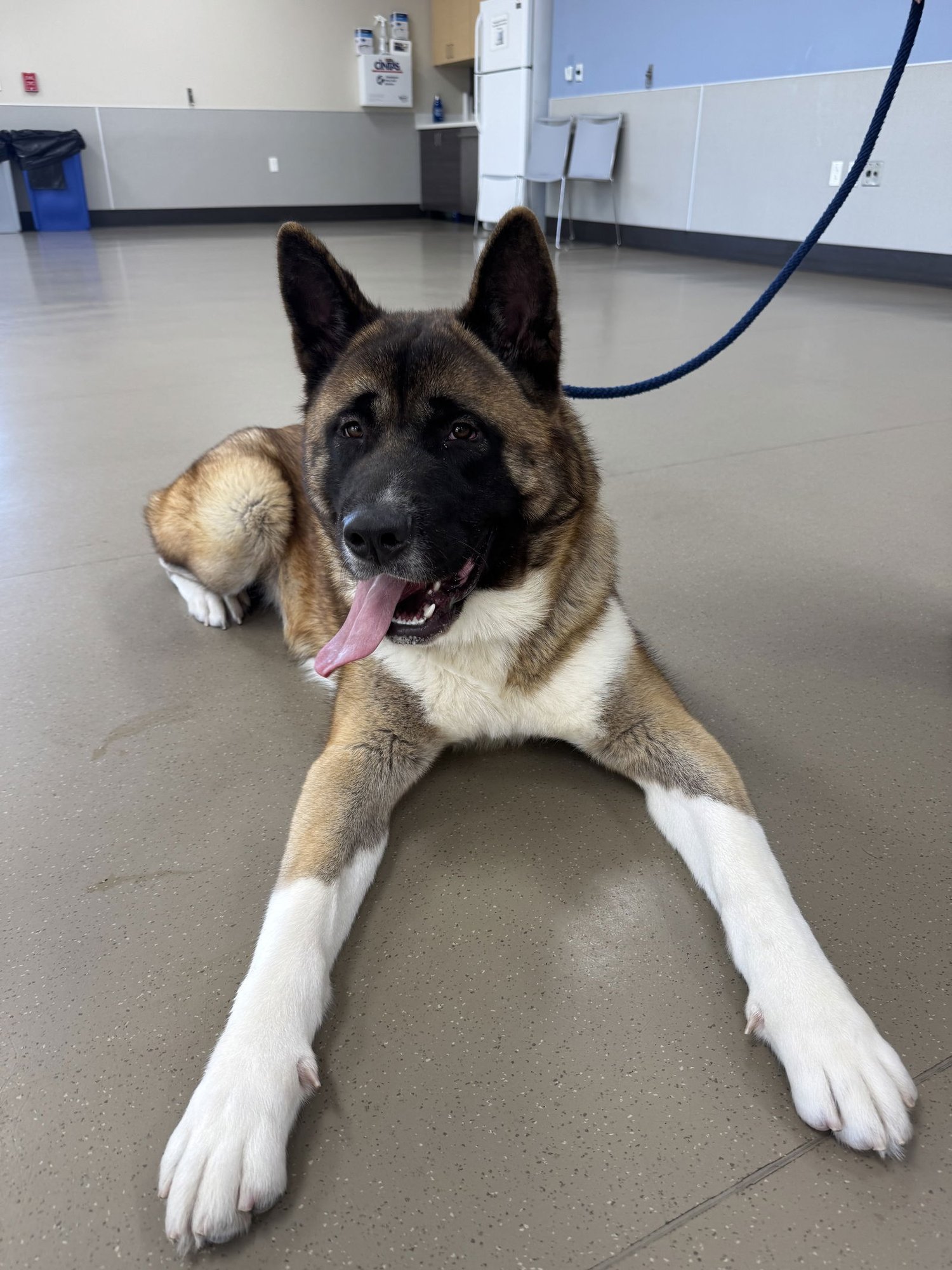 DUFFY - Akita available for adoption