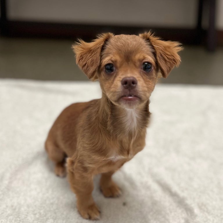 Cricket the Puppy! Image