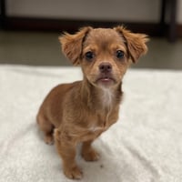 Cricket the Puppy! - Photo 1